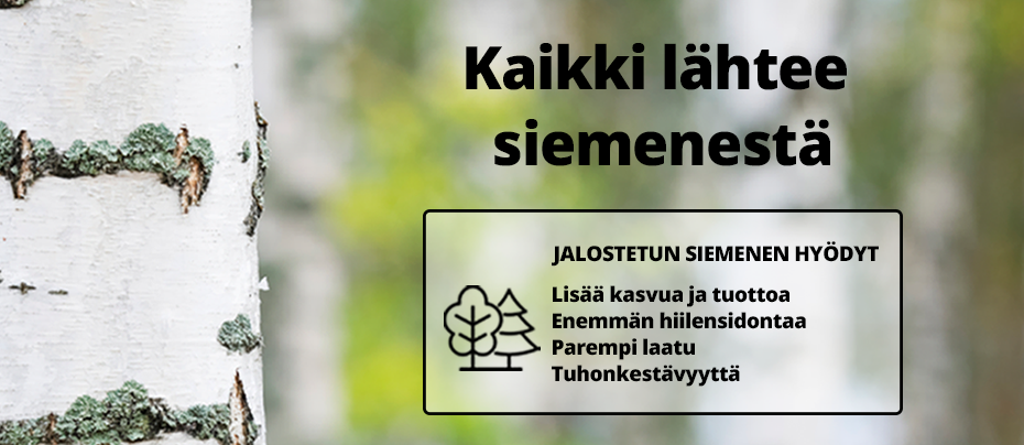 Metsäpuiden siemenet verkkokaupasta